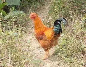 国产老鸡露脸视频